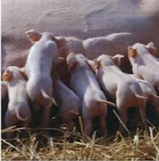 konzeptionsprobleme-und-tra-chtigkeitsverluste-beim-schwein-eine-ursachenanalyse.jpeg