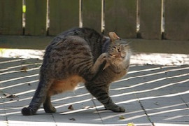 katzen-besonderheiten-in-der-dermatologie.jpeg