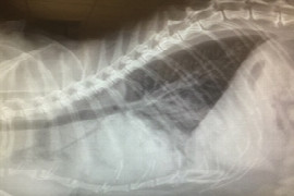 initial-approach-to-the-dyspnoeic-small-animal-patient-1.jpeg