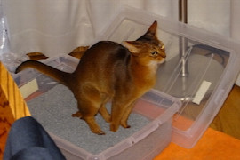 die-unsaubere-katze-diagnose-management-und-verlaufskontrolle-1.jpeg