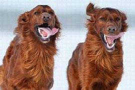 update-zur-pharmakotherapie-von-chronisch-orthopa-dischen-schmerzen-oa-beim-hund-1.jpeg