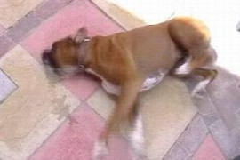 current-thinking-on-canine-epilepsy-maintenance-and-management-options.jpeg