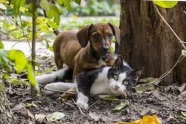 chronische-durchfallerkrankungen-bei-hund-und-katze.jpeg