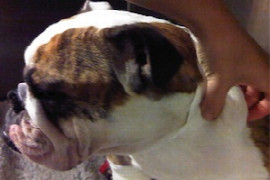 canine-and-feline-lymphoma-management.jpeg