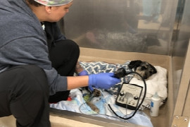 blood-pressure-monitoring-for-veterinary-technicians-and-nurses.jpeg