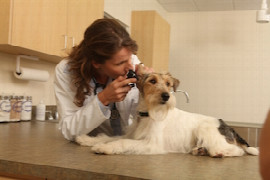 Gestion des otites chroniques du chien : de l'otoscope au bistouri 