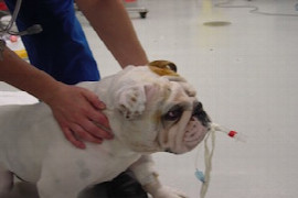 anaesthesia-secrets-the-latest-best-practice-for-brachycephalic-dogs-1.jpeg