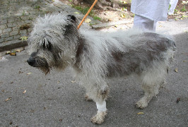 das-cushing-syndrom-beim-hund-a-ein-update-zur-diagnosestellung-und-therapiea-berwachung-4.jpeg
