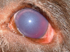 This dog has glaucoma – what do I need to know and do?