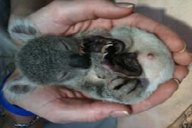 clinical-veterinary-nursing-for-australian-wildlife-simplified-1.jpeg