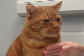 from-acromegaly-and-hyperaldosteronism-to-feline-cushing-s-coping-with-less-common-endocrinopathies-1.jpeg