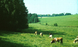 vorbeuge-von-weideparasitosen-bei-rindern.jpeg