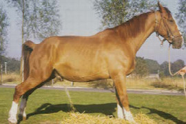 erkrankungen-der-harnorgane-beim-erwachsenen-pferd.jpeg