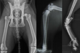 Traumatic joint injuries in cats