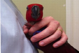 provide-quality-avian-health-care-with-confidence-1.jpeg