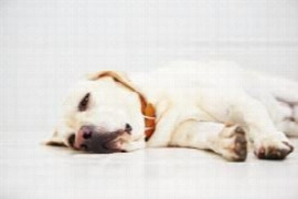 antimicrobial-therapy-for-urinary-tract-syndromes-1.jpeg