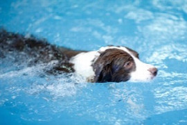 hydrotherapy-for-the-canine-patient-for-nurses-1.jpeg