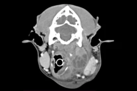 Surgery of the Head and Neck