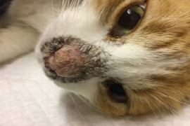 Autoimmune skin disease in dogs and cats