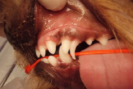 dental-problems-in-the-young-dog-1.jpeg