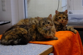 katzenfreundliche-praxis-wie-geht-s-im-alltag.jpeg
