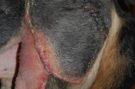 rekonstruktive-chirurgie-bei-hund-und-katze-hautplastiken-2.jpeg