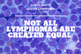 Canine Lymphoma: not all lymphomas are created equal
