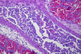 tumor-grading-and-prognosis-in-veterinary-practice-1.jpeg