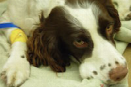 l-utilisation-des-opioides-lors-d-anesthesie-chez-le-chien-faut-il-changer-ses-protocoles.png