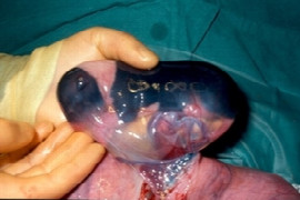 Canine obstetrics: decision making when to do a c-section