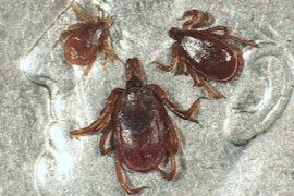 tick-borne-diseases-of-dogs-and-cats.jpeg