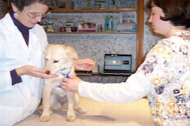 top-5-low-stress-handling-techniques-for-the-fearful-or-aggressive-dog-for-nurses-2.jpeg
