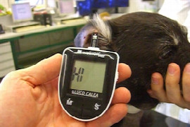 caniner-diabetes-mellitus-therapie-und-monitoring-alles-beim-alten.jpeg