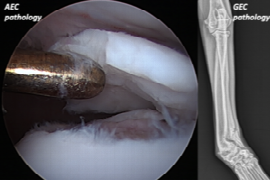 canine-epiphyseal-disease.png