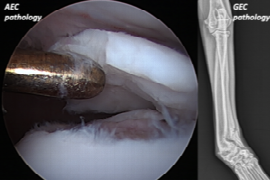 Canine Epiphyseal Disease