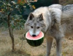 mythos-oder-wahrheit-irrtu-mern-und-vorurteilen-u-ber-die-erna-hrung-von-hund-und-katze-kompetent-begegnen.jpeg
