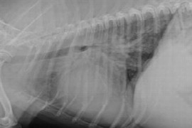 canine-congestive-heart-failure-case-reports.jpeg