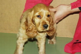 parvovirusenteritis-und-hepatitis-contagiosa-canis-1.jpeg
