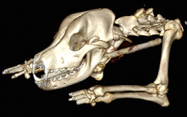 Decision making with thoracic limb lameness