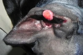 Vortragsbild Mastozytom_300x200.JPG