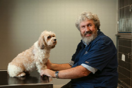 canine-and-feline-lymphoma-diagnosis-and-treatment-1.jpeg