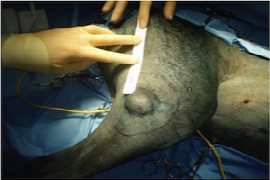 canine-mast-cell-tumours-what-you-need-to-know-CL1461897440.jpeg