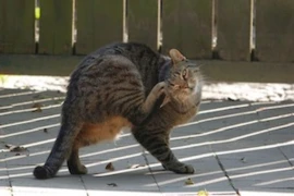 katzen-besonderheiten-in-der-dermatologie.jpeg
