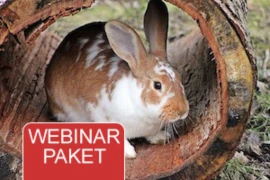 Webinar Paket - Kleine Heimtiere