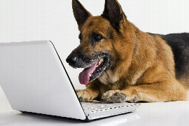 Hund Laptop_300x200.jpg