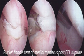 Cranial cruciate ligament disease