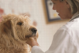 Gestion du chien et du propriétaire pour qu’une otite reste aiguë