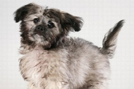 the-five-secrets-of-successful-in-practice-puppy-groups-that-no-one-else-will-tell-you-for-nurses-1.jpeg