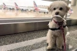 Preparing Pets for Air Travel – How to Reduce Stress during Relocation