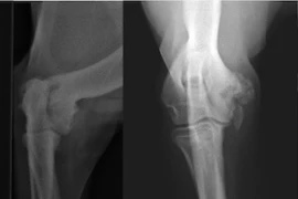 Gelenksgesundheit_300X200.jpg